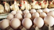 السعودية تحظر استيراد الدواجن وبيض المائدة من 40 دولة بينها مصر