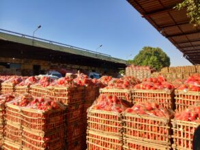 أسعار الخضار 23 فبراير 2026.. الطماطم تتراوح من 8 إلى 16 جنيهًا بسوق العبور