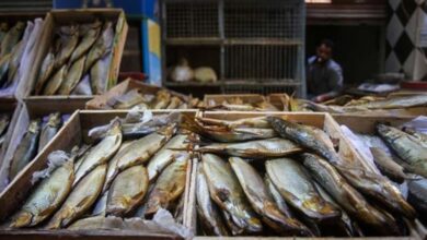 استقرار أسعار الفسيخ والرنجة والبيض والأسماك في الأسواق قبل شم النسيم مع توافر المعروض وزيادة الإقبال من المواطنين