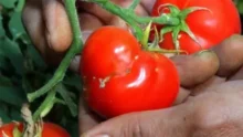 هل الطماطم المثقوبة خطيرة؟ حقيقة “عضة الثعبان” وسبب ظهور الثقوب