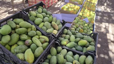 تباين أسعار المانجو في أسواق الجملة مع بدء طرح محصول صعيد مصر